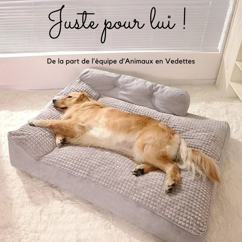 Lit pour Chien + Ebook offert !! 🎁 - Animaux en vedettes